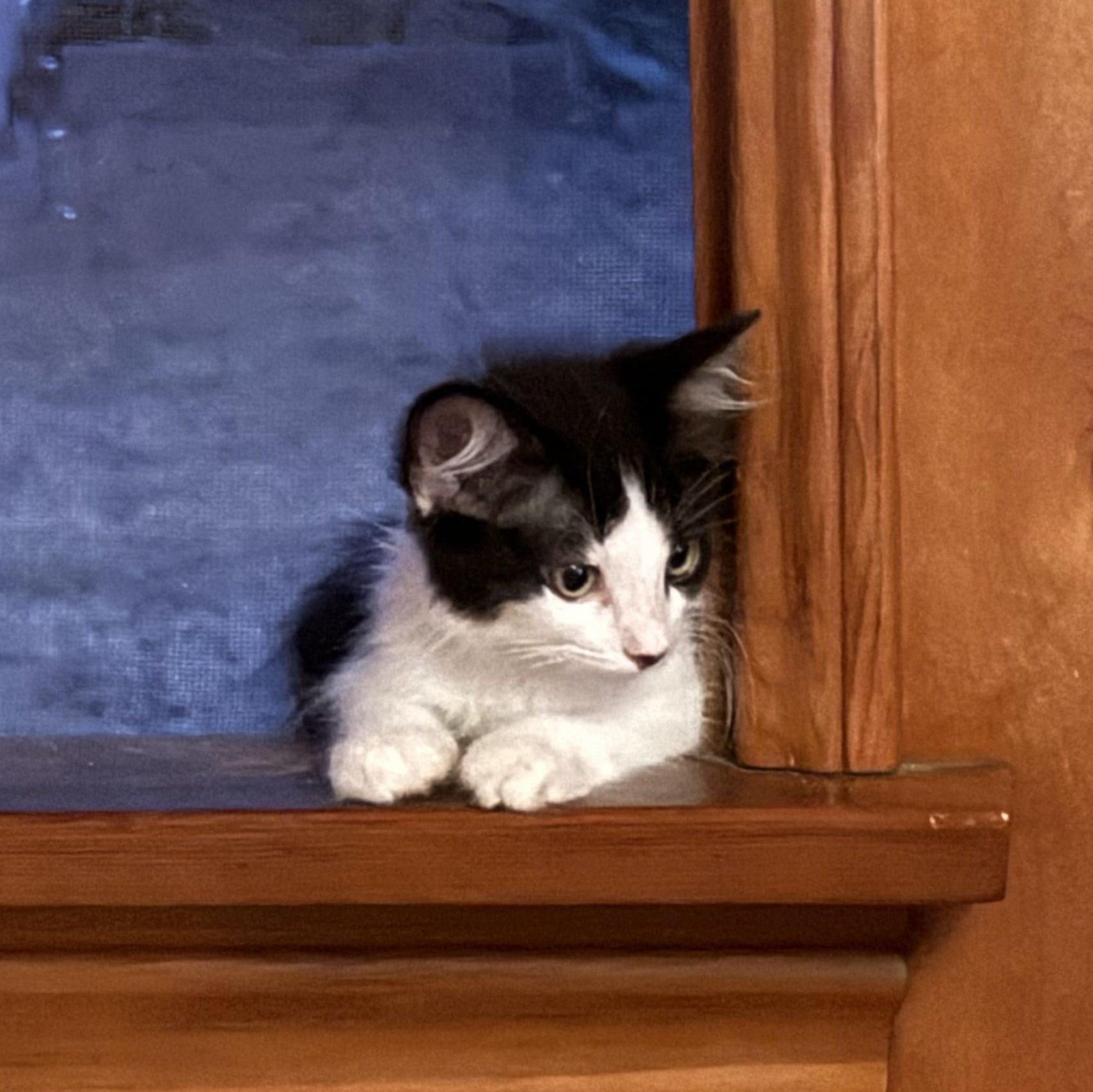 Charlotte (4 months), a ADOPTABLE Domestic Long Hair in Federal way, WA image 2/3