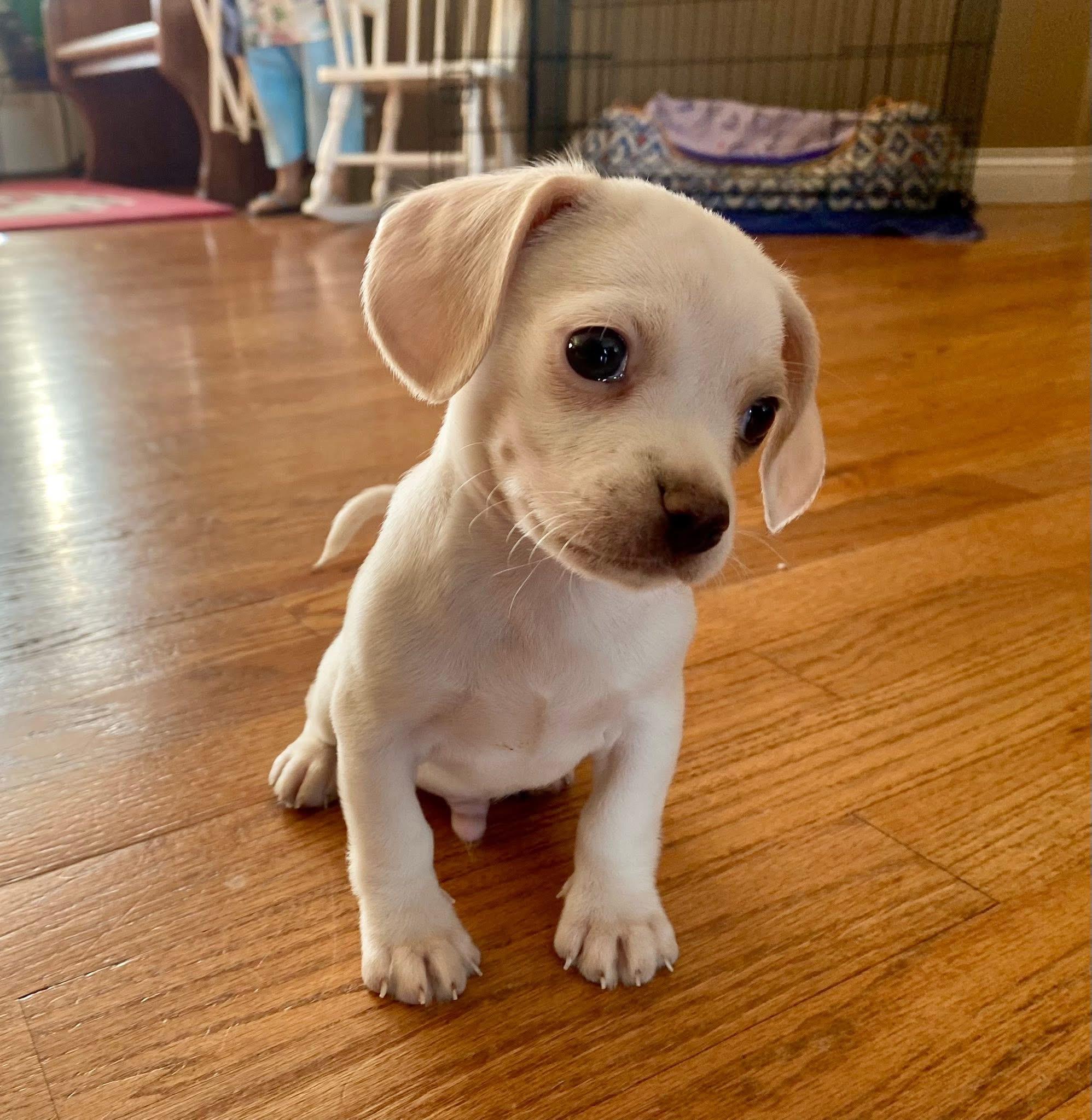 Enlarge Beau, an adoptable mixed breed in Columbia, MO image 5/5