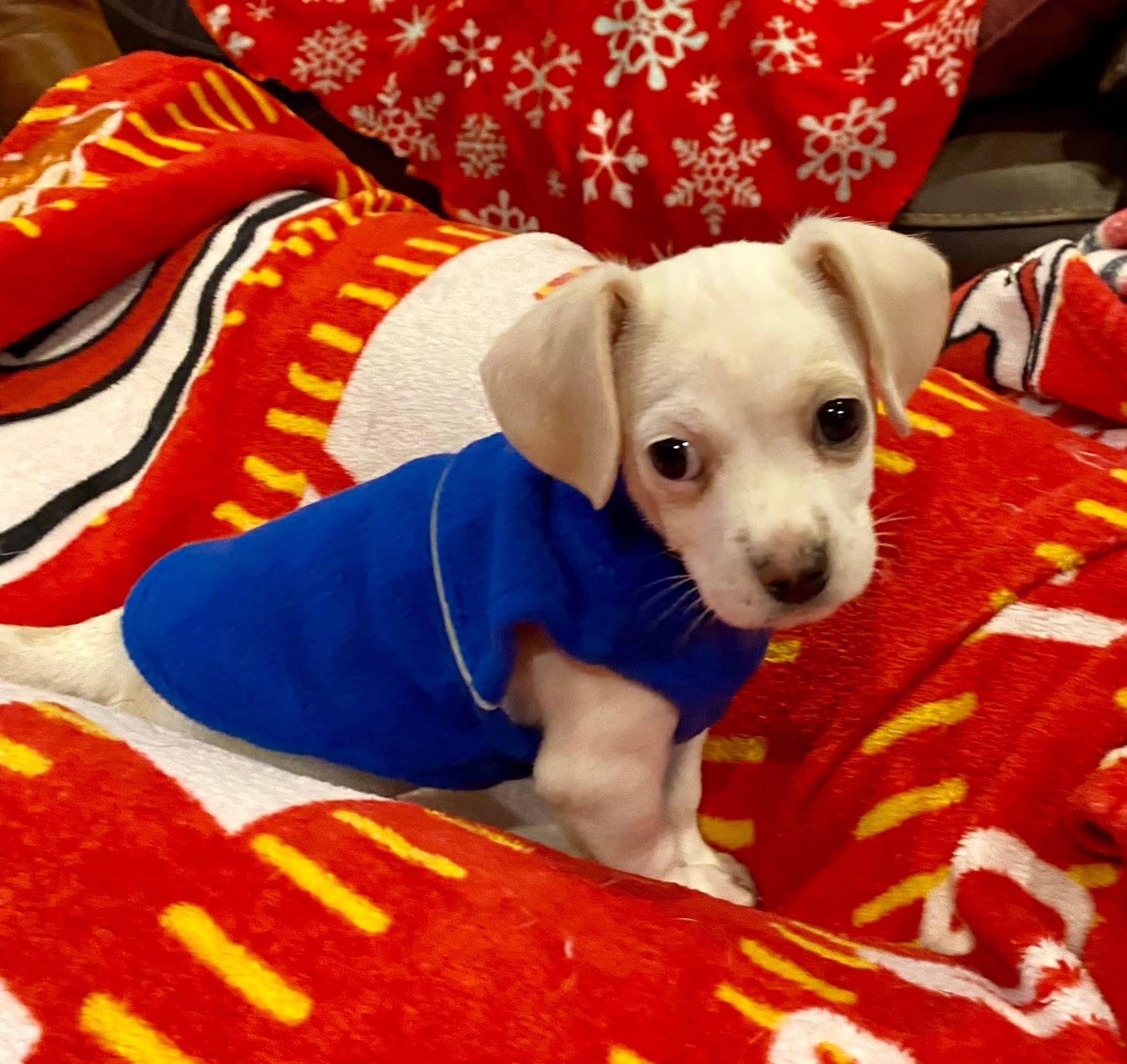 Enlarge Beau, an adoptable mixed breed in Columbia, MO image 4/5