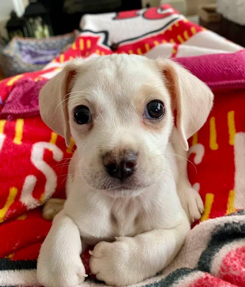 Enlarge Beau, an adoptable mixed breed in Columbia, MO image 3/5