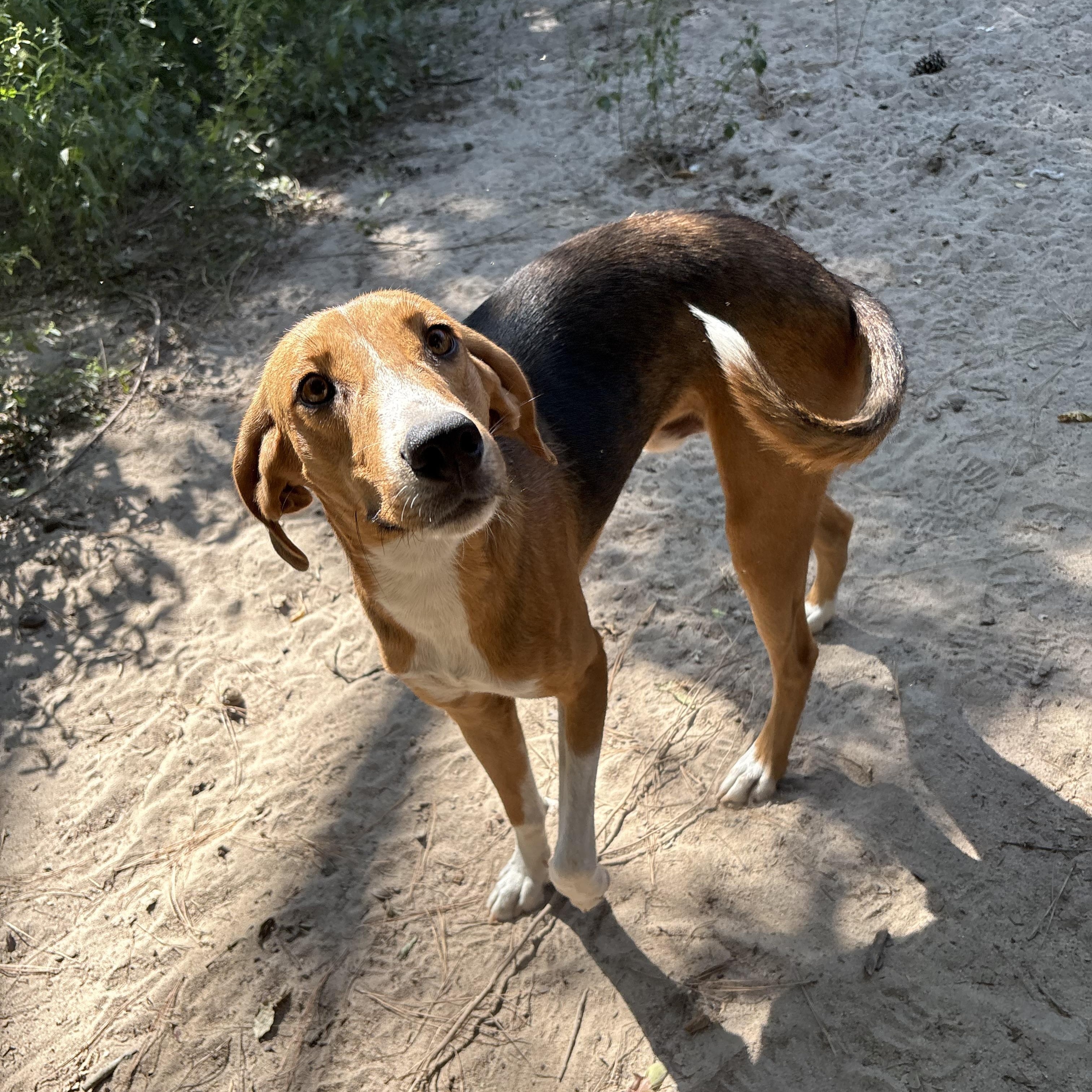 Luka, a Adoptable American Foxhound in Darlington, SC image 3/3