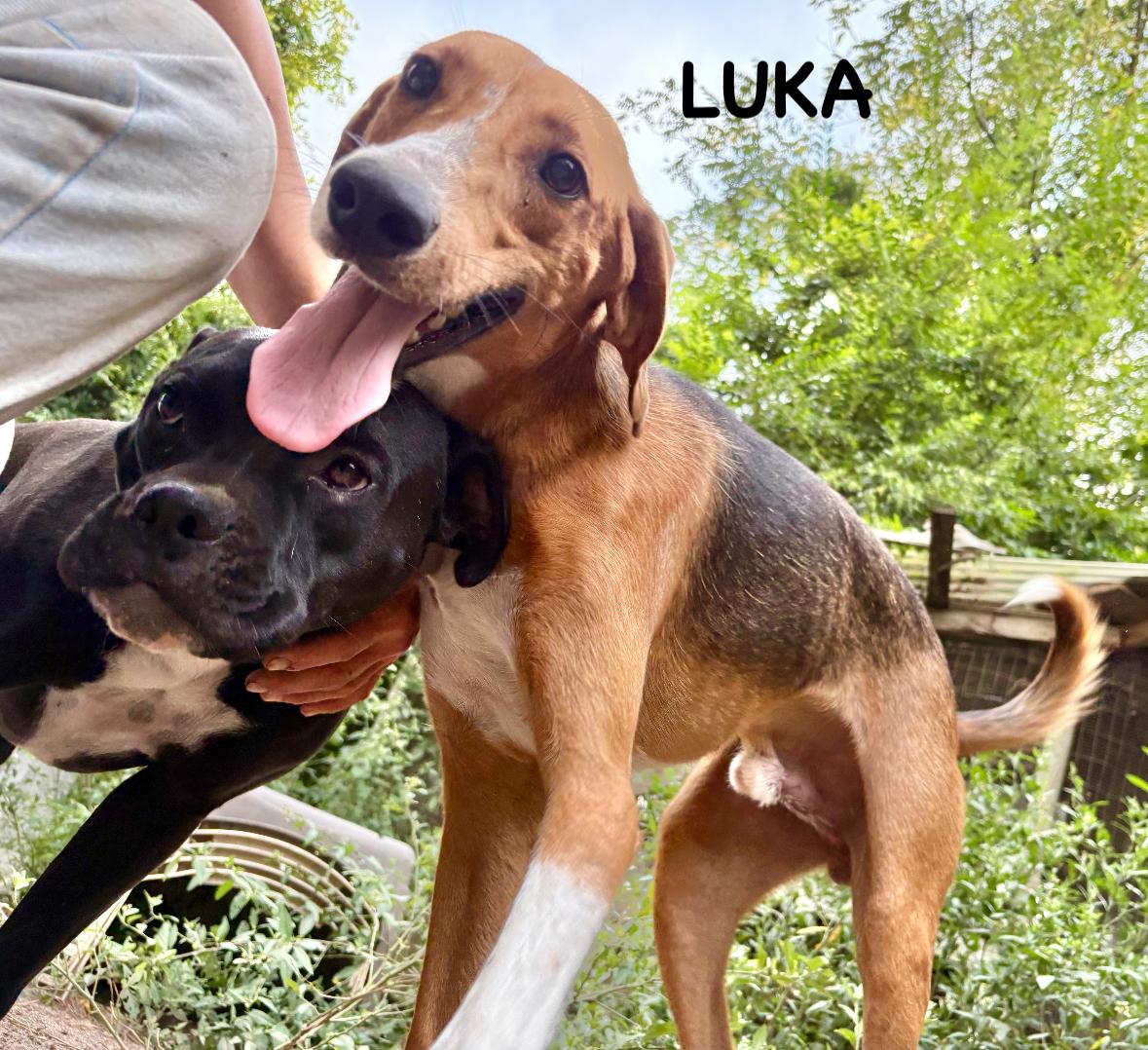Luka, a Adoptable American Foxhound in Darlington, SC image 2/3