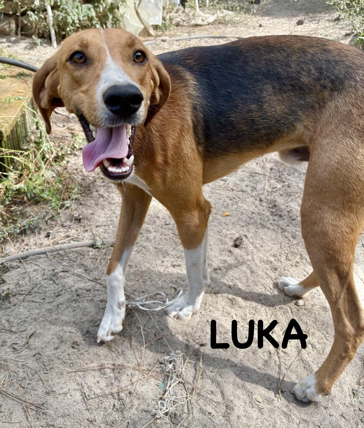 Luka, a Adoptable American Foxhound in Darlington, SC image 1/3