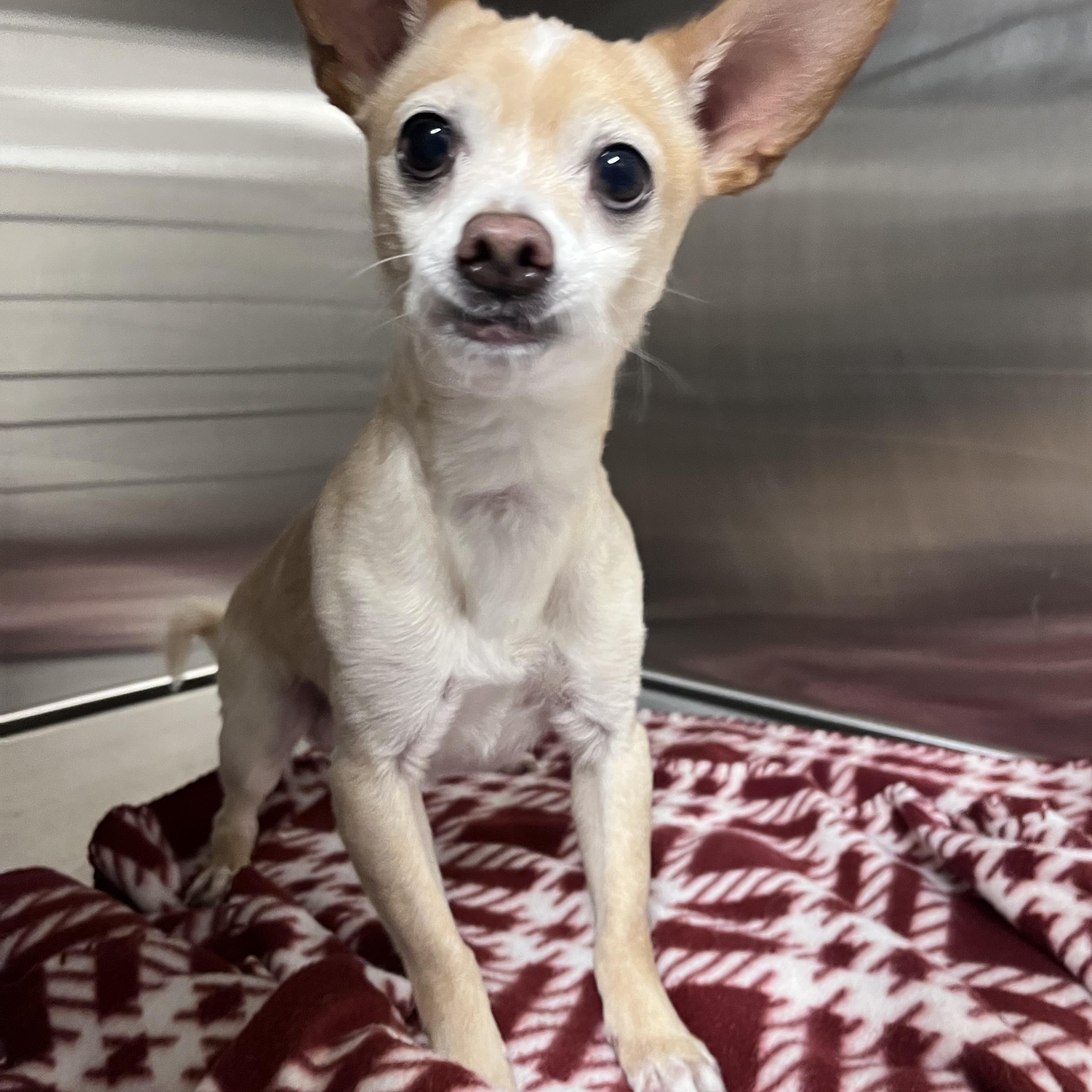 Enlarge **FOUND**, a ADOPTABLE Chihuahua in Liberty, MO image 1/2