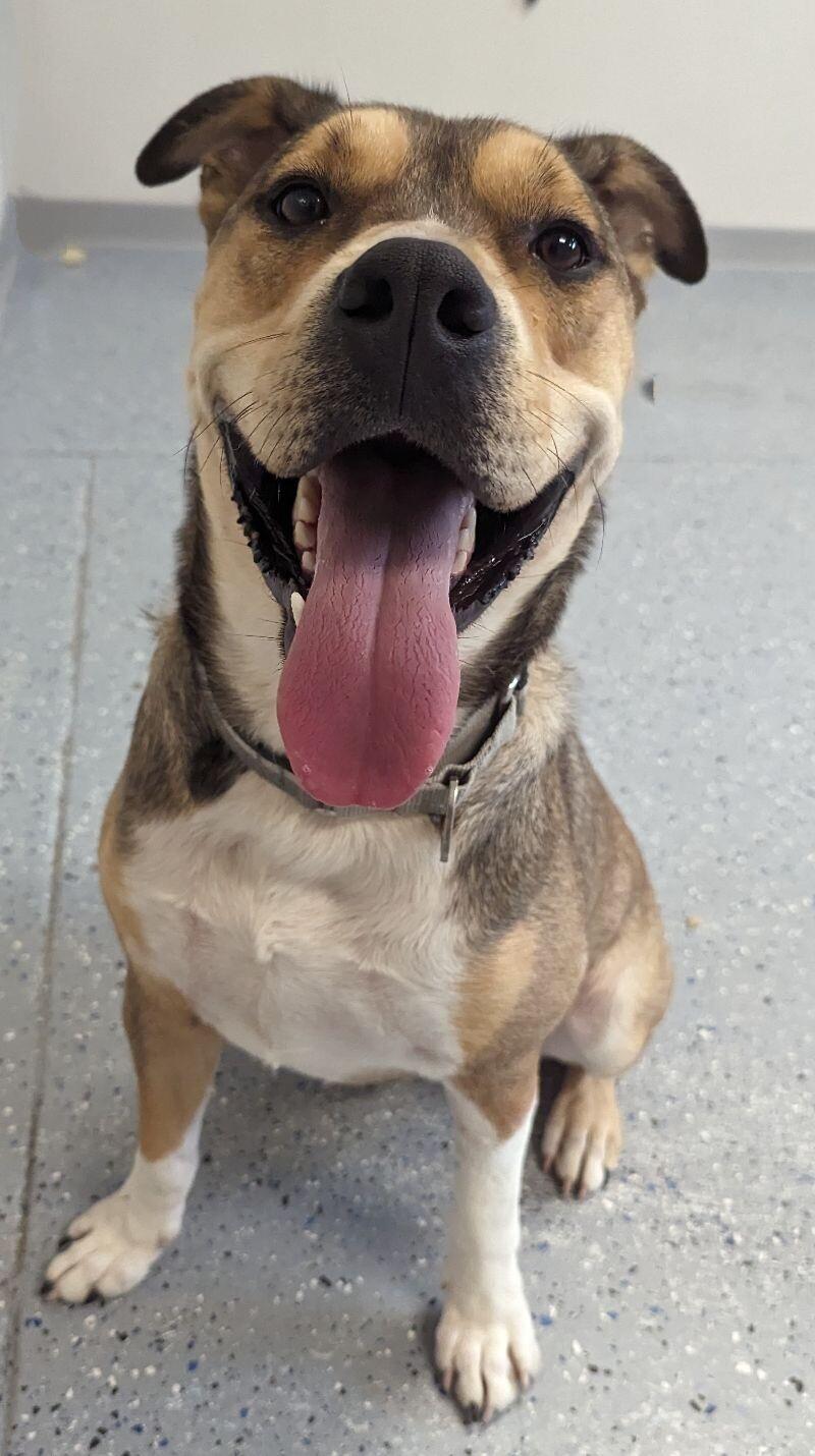 Enlarge Chaske, a Adoptable mixed breed in Yankton, SD image 1/6