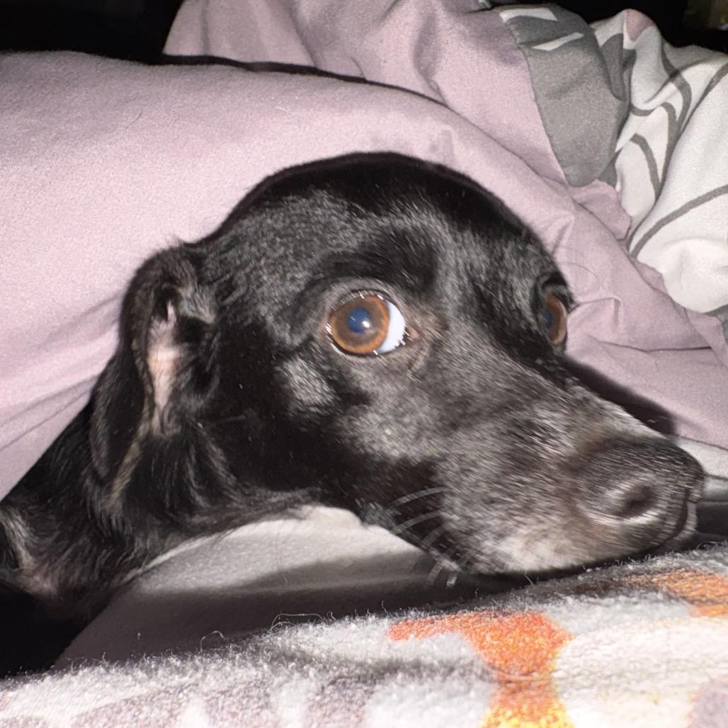 Galaxy — thumbnail 4