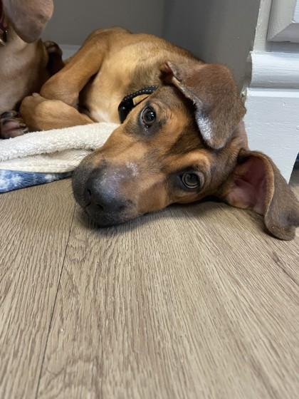 Grandmaster, Adoptable, Young Male Hound & Mixed Breed.