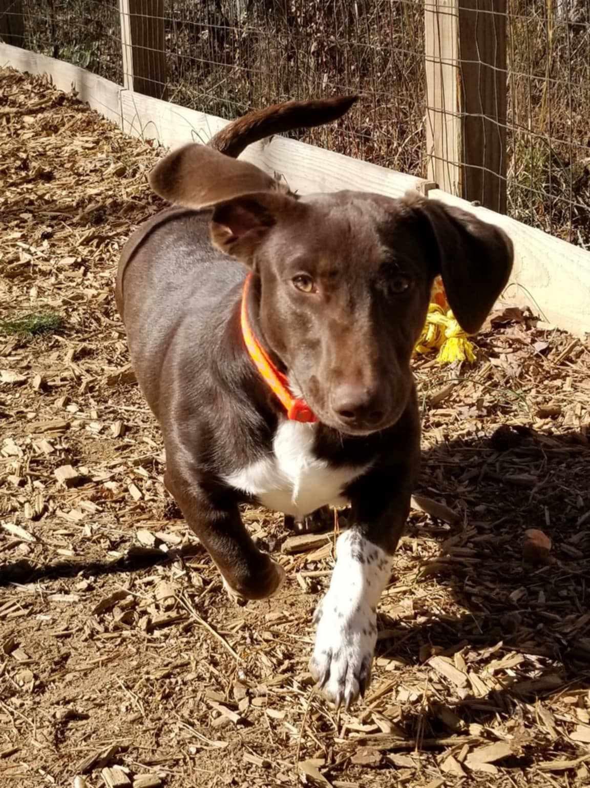Willy, Adoptable, Young Male Mixed Breed.