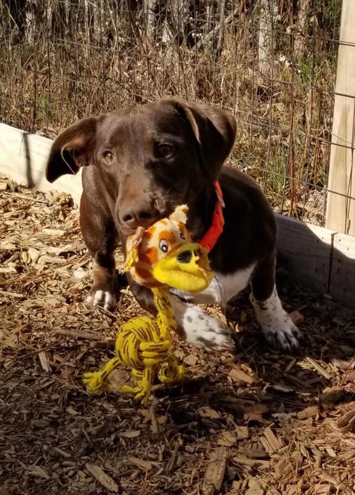Willy, a Adoptable Mixed Breed in Roanoke, AL image 3/6