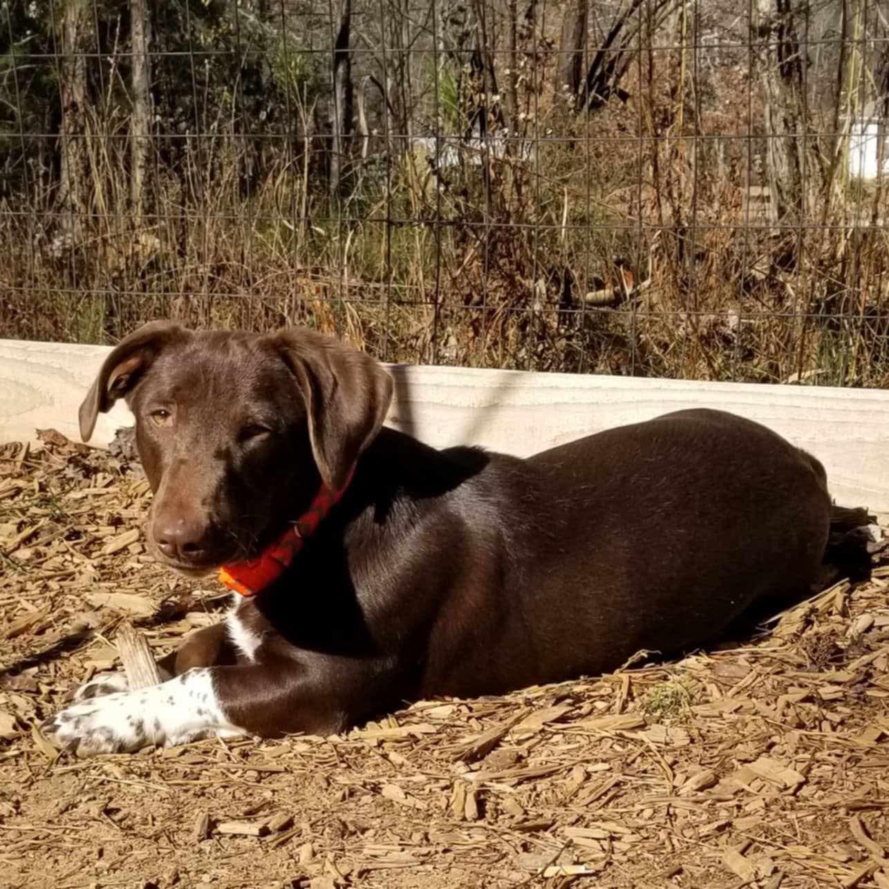 Willy, a Adoptable Mixed Breed in Roanoke, AL image 4/6