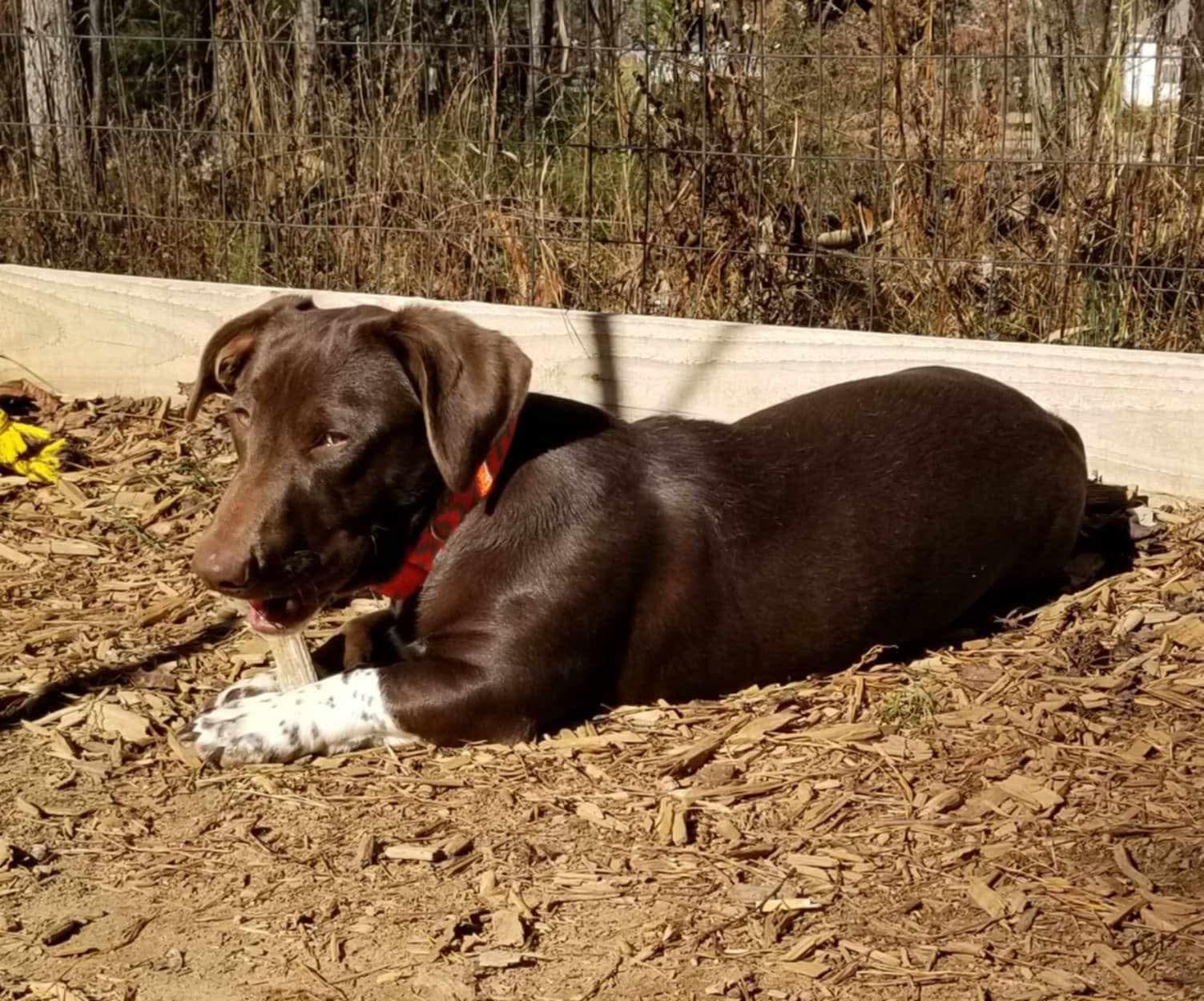 Willy, a Adoptable Mixed Breed in Roanoke, AL image 5/6
