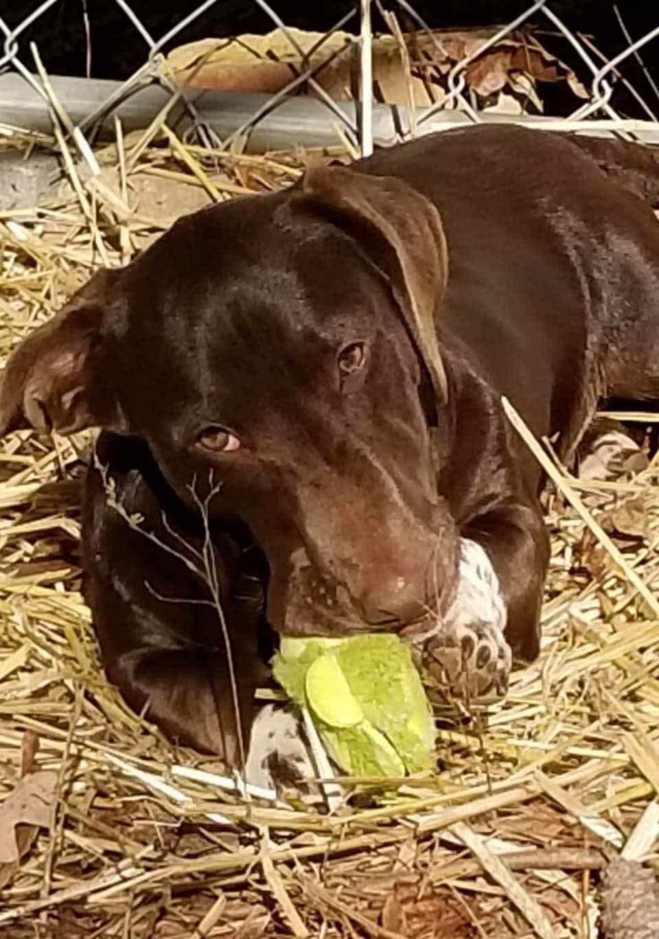 Willy, a Adoptable Mixed Breed in Roanoke, AL image 6/6