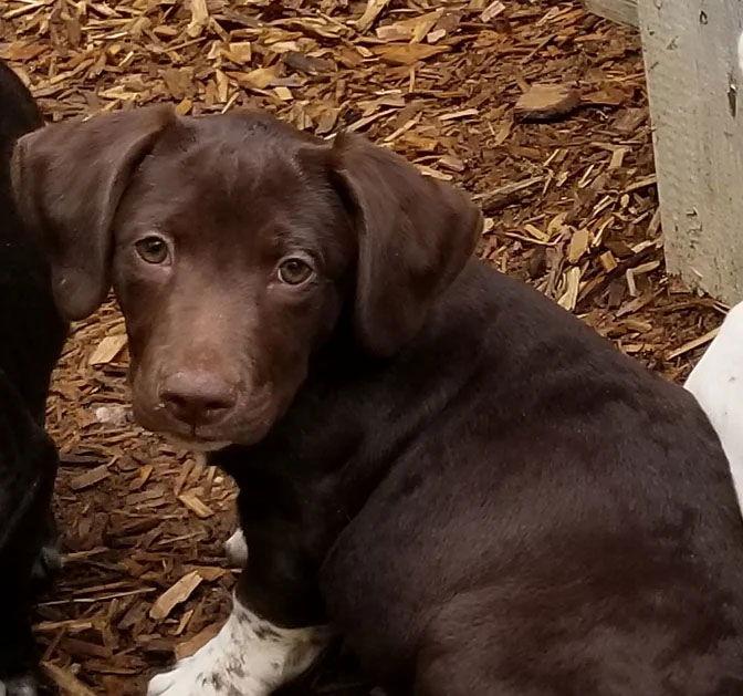 Willy, Adoptable, Young Male Mixed Breed.
