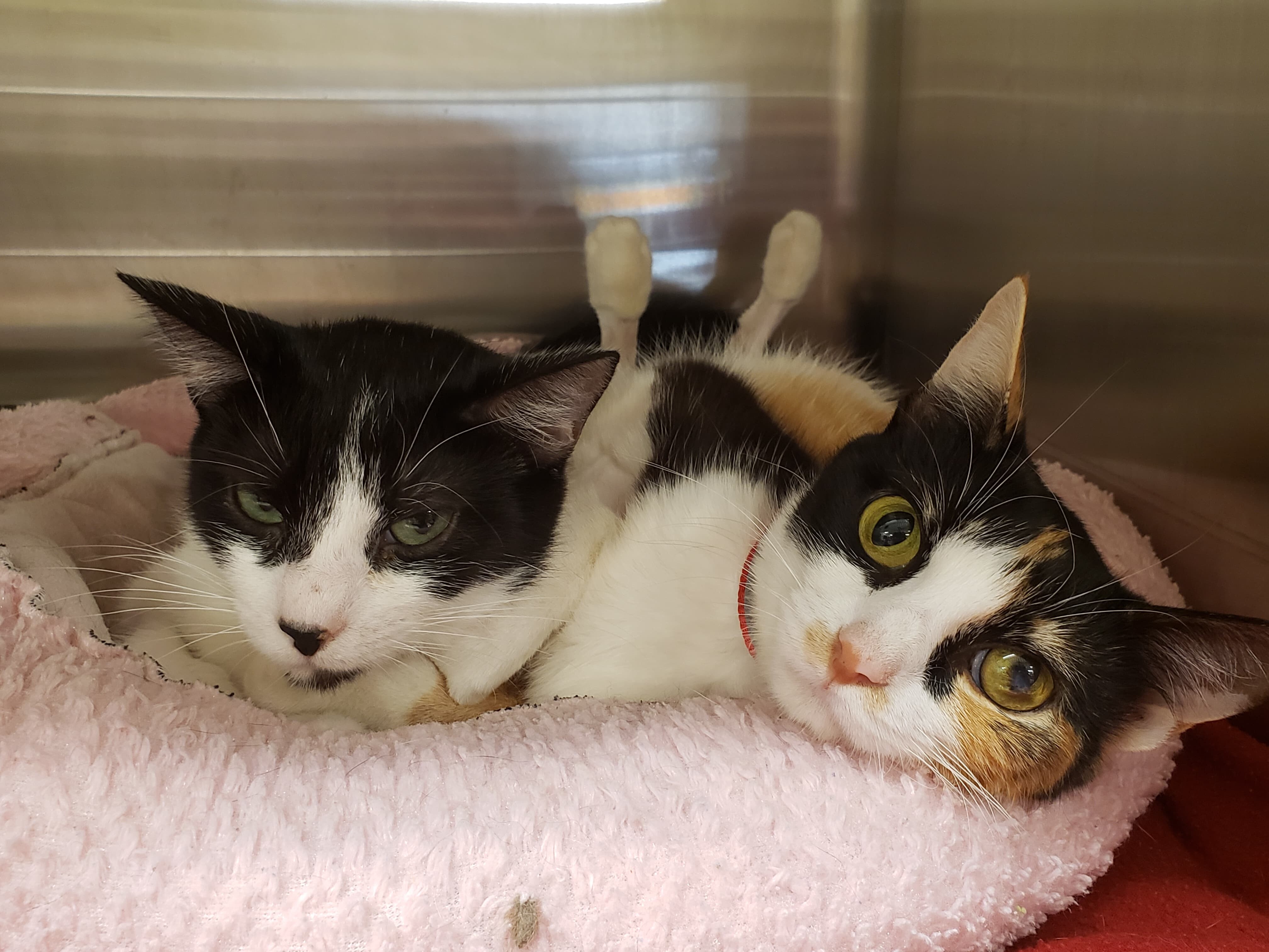 Pawsome Pair: RBG, Adoptable, Adult Female Domestic Short Hair.