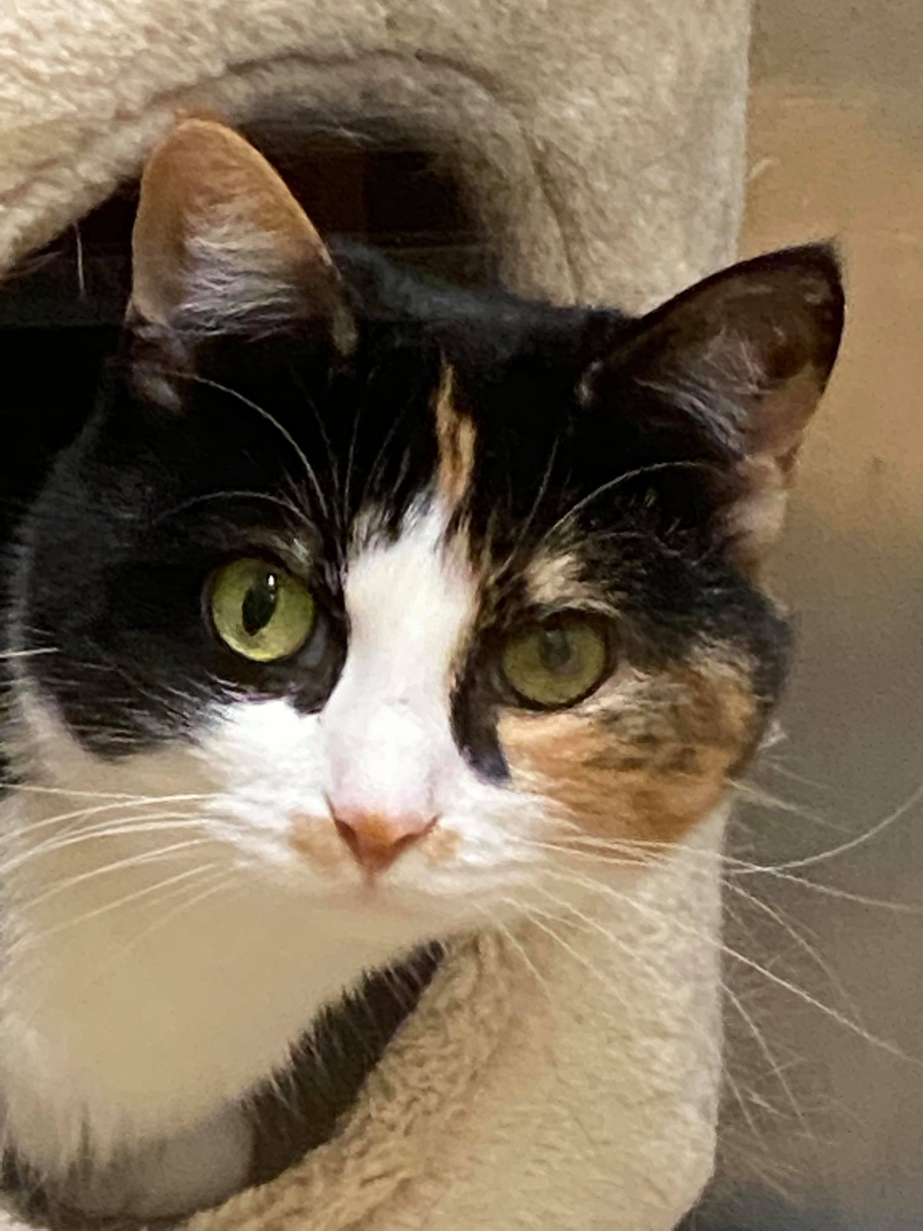 Pawsome Pair: RBG, a Adoptable Domestic Short Hair in Sterling, VA image 2/10