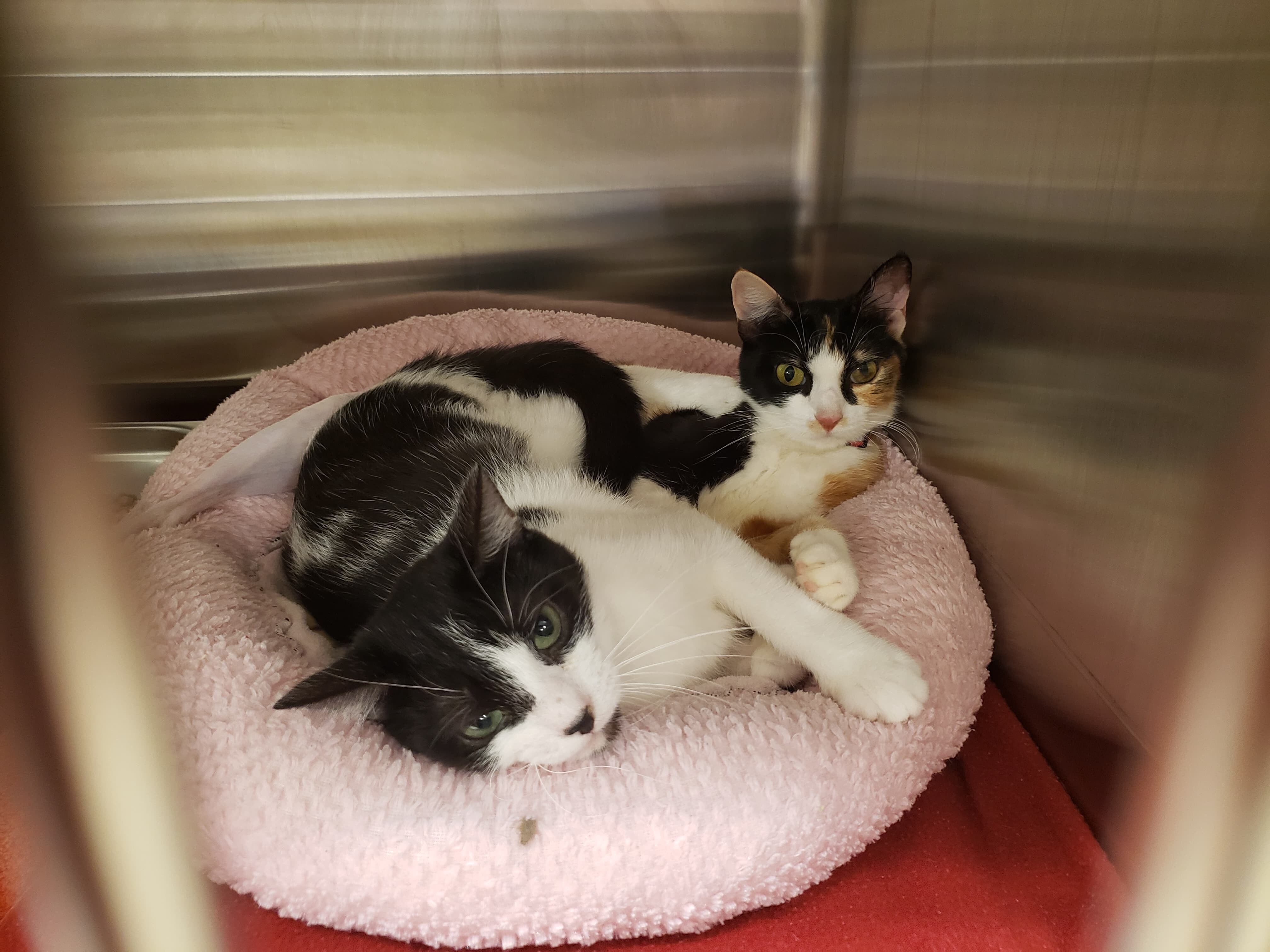Pawsome Pair: RBG, a Adoptable Domestic Short Hair in Sterling, VA image 3/10