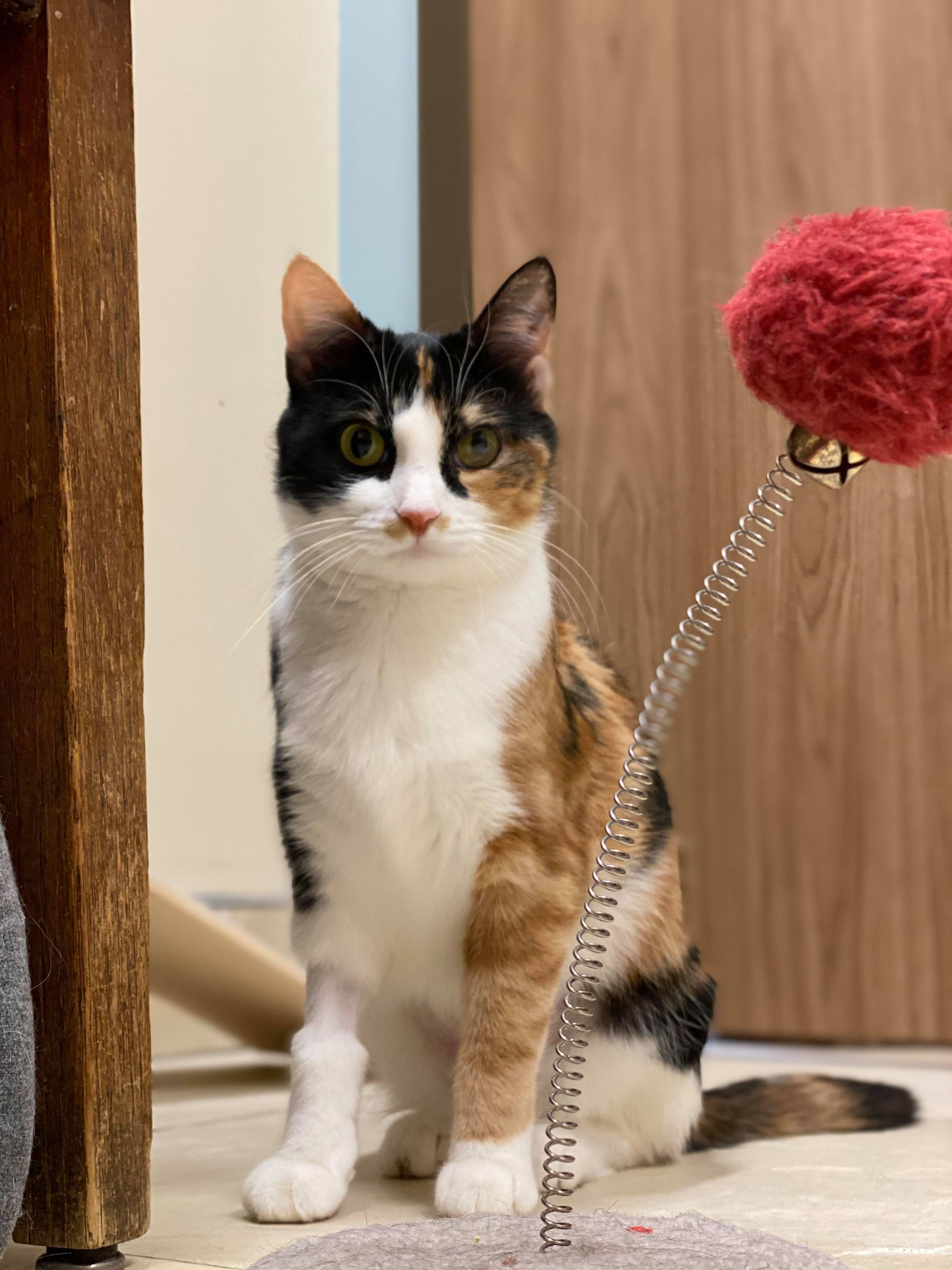 Pawsome Pair: RBG, a Adoptable Domestic Short Hair in Sterling, VA image 4/10