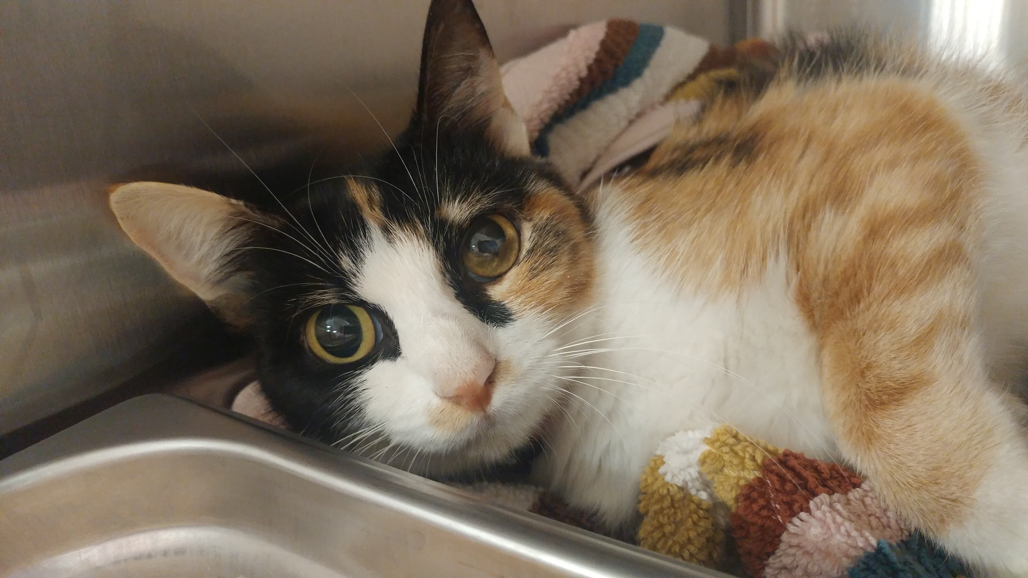 Pawsome Pair: RBG, a Adoptable Domestic Short Hair in Sterling, VA image 5/10