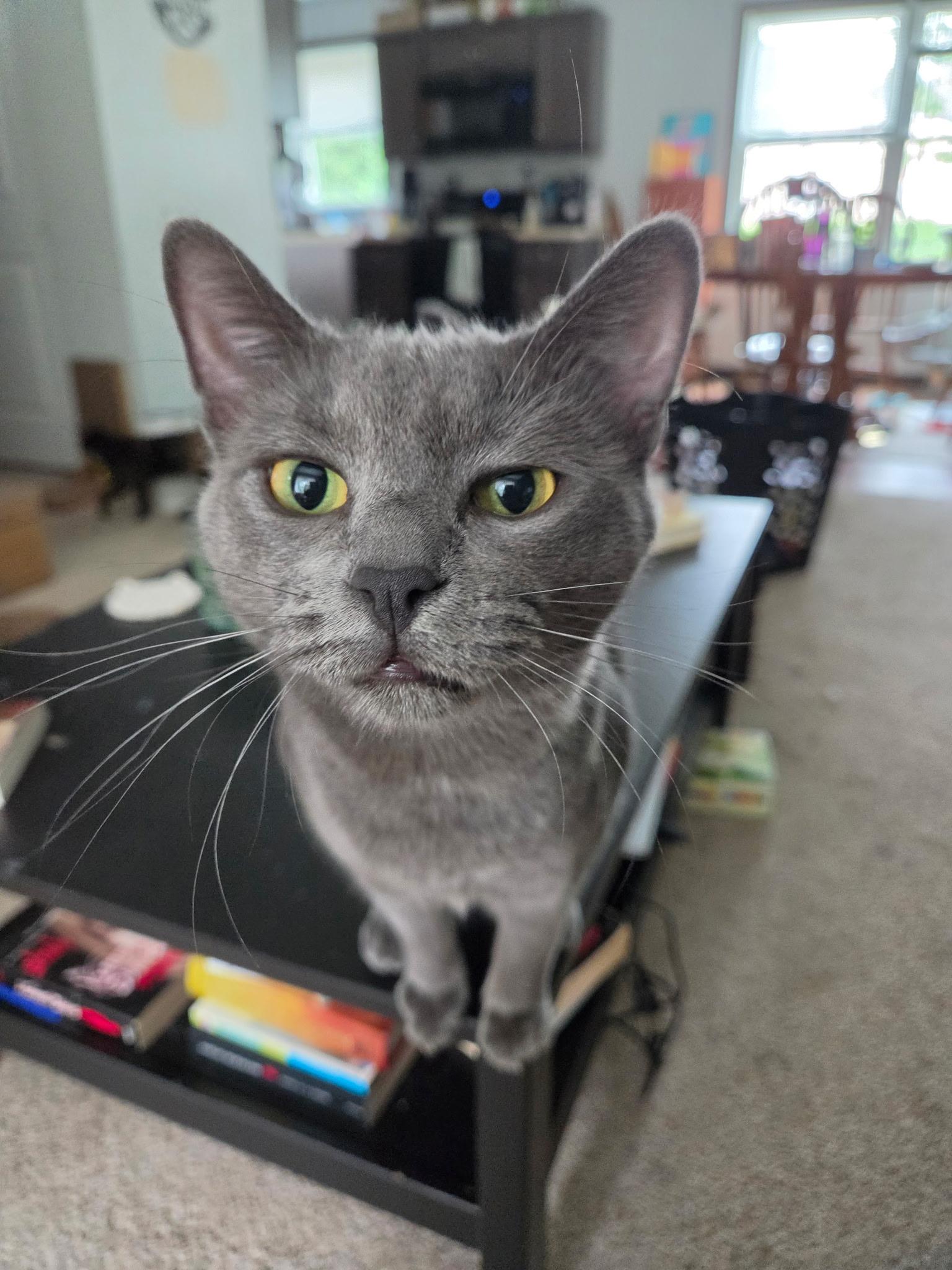 Ash, Adoptable, Young Male Domestic Short Hair.
