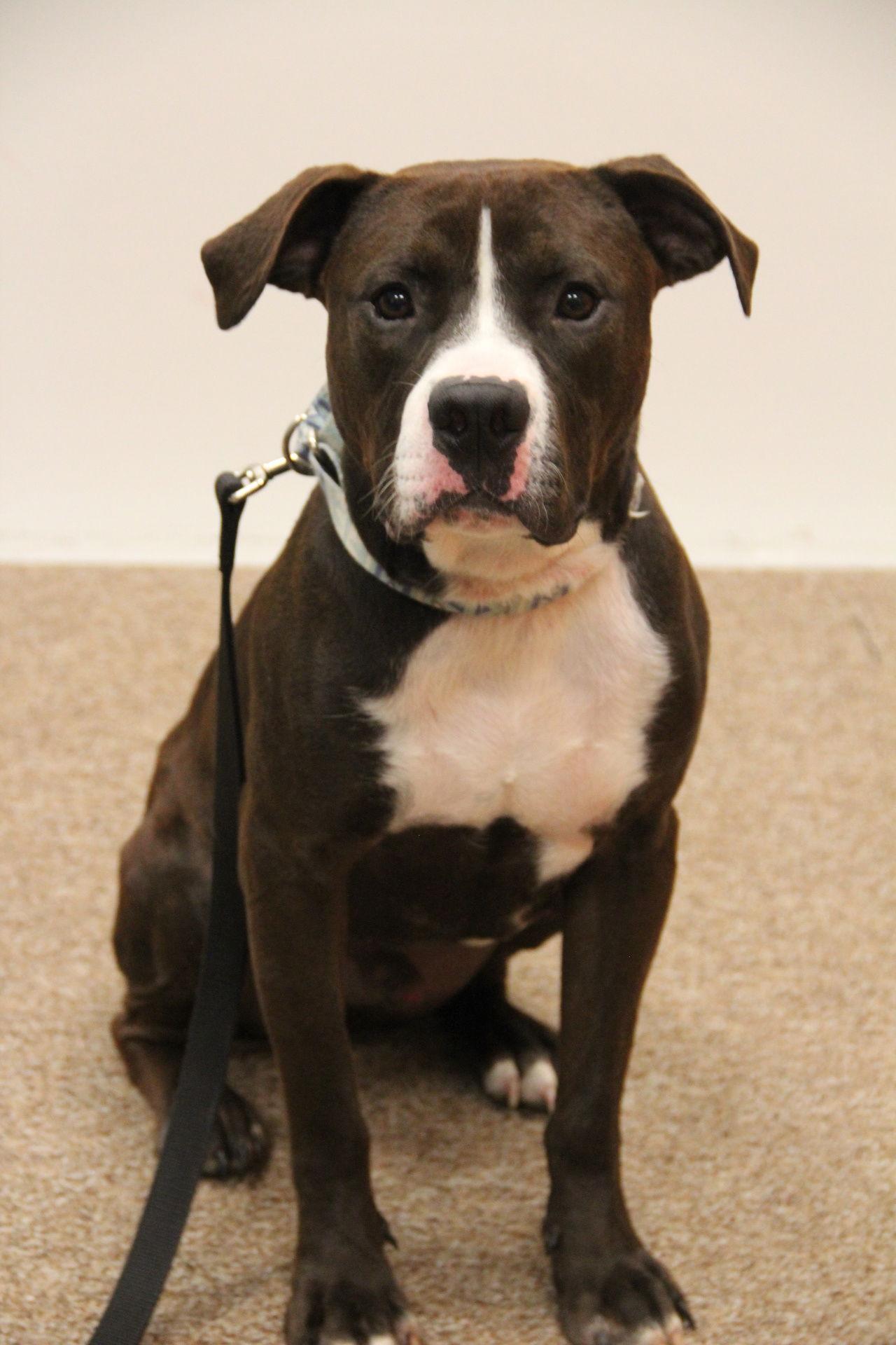 Enlarge Peanut, a Adoptable mixed breed in Mount Gilead, OH image 1/1