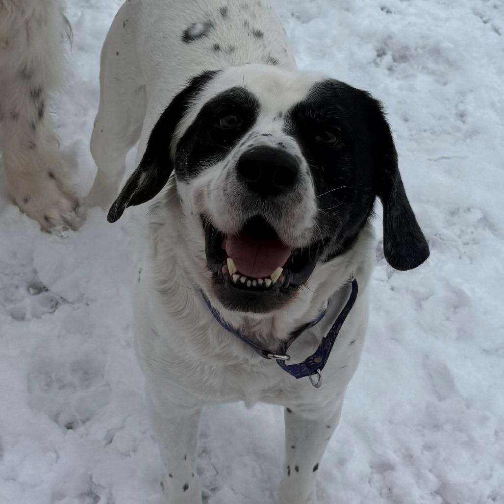 Enlarge Freddy, a Adoptable Hound in Branford, CT image 1/2