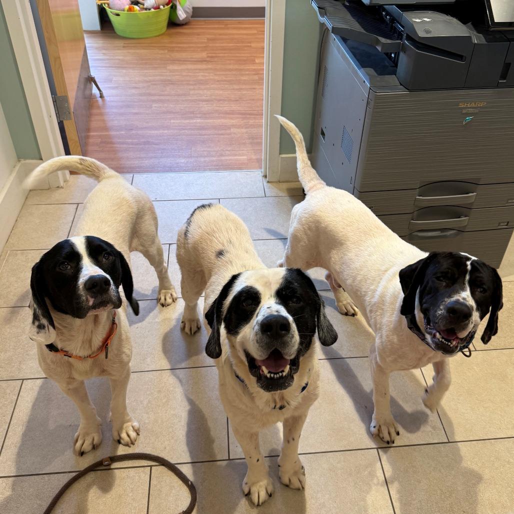 Freddy, Adoptable, Adult Male Hound.