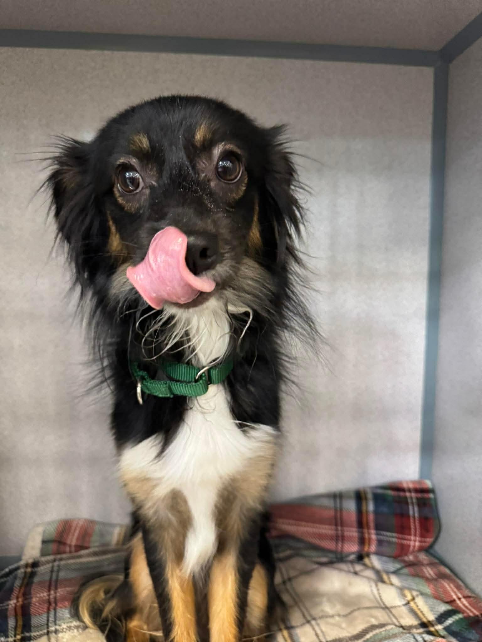 Enlarge Lucky, a Adoptable Mixed Breed in Ridgefield, CT image 2/2