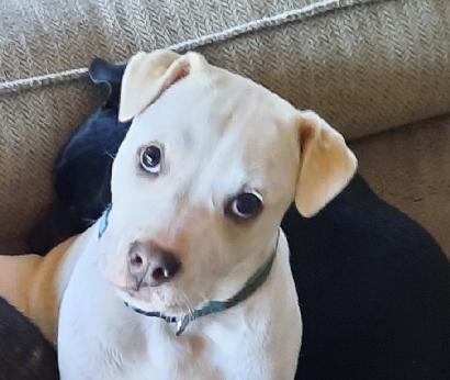 Enlarge Page, a Adoptable mixed breed in Lafayette, LA image 1/6