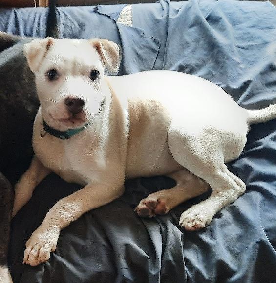 Enlarge Page, a Adoptable mixed breed in Lafayette, LA image 2/6