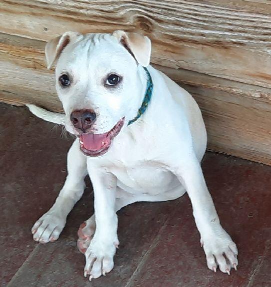 Enlarge Page, a Adoptable mixed breed in Lafayette, LA image 3/6