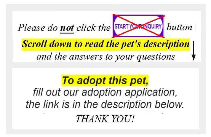 Enlarge Page, a Adoptable mixed breed in Lafayette, LA image 6/6