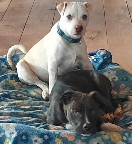 Enlarge Page, a Adoptable mixed breed in Lafayette, LA image 4/6