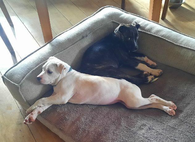 Enlarge Page, a Adoptable mixed breed in Lafayette, LA image 5/6