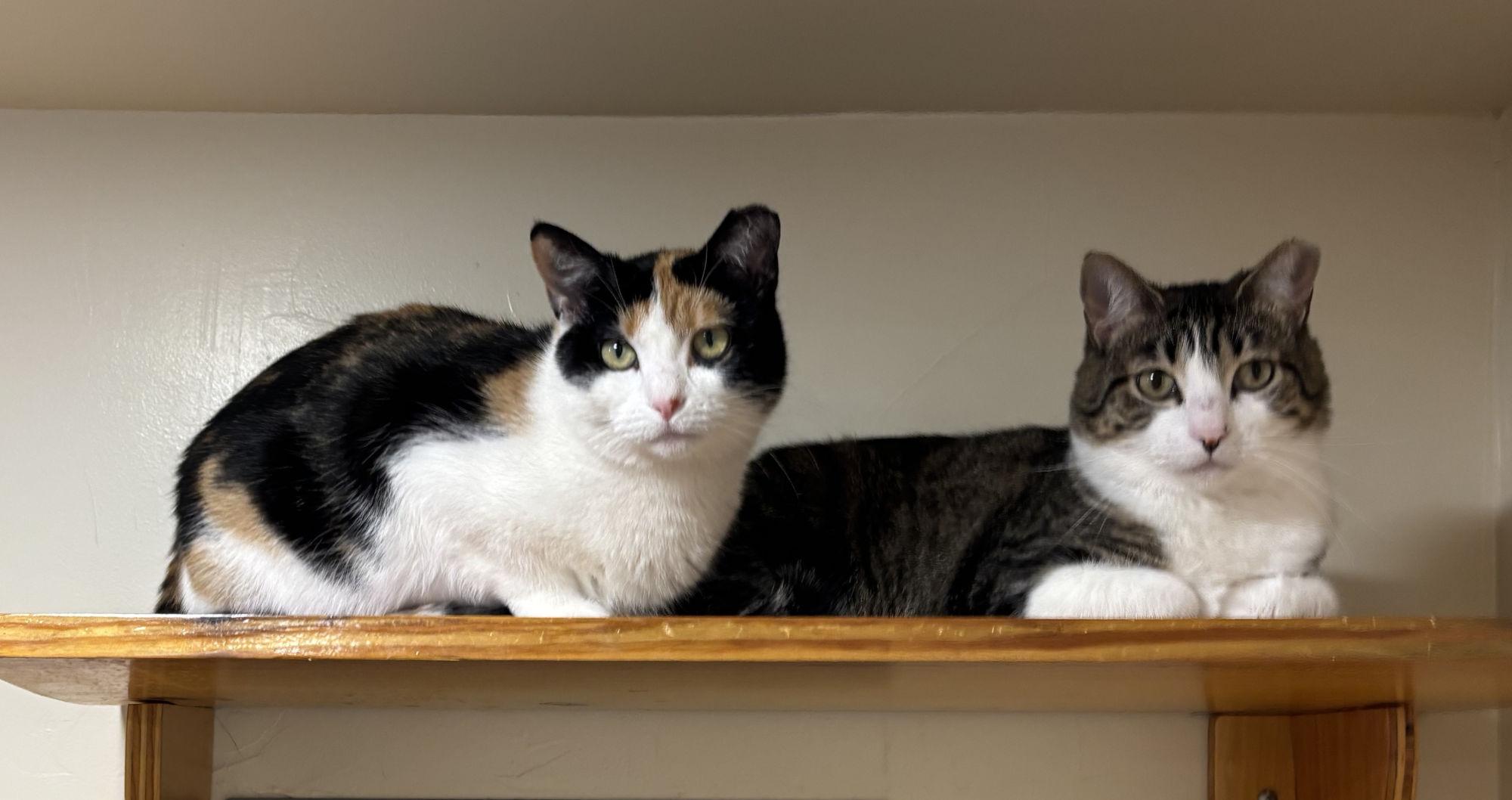 Enlarge Belle & Prairie, an adopted Domestic Medium Hair in Manitou Springs, CO image 4/6