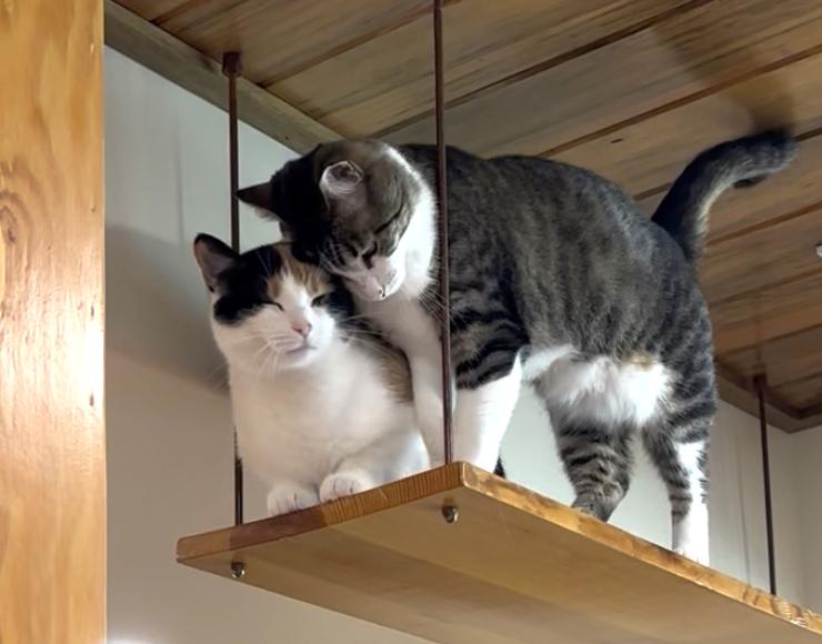 Enlarge Belle & Prairie, an adopted Domestic Medium Hair in Manitou Springs, CO image 2/6