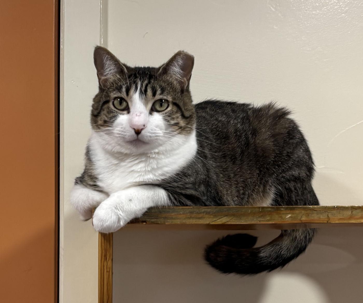 Enlarge Belle & Prairie, an adopted Domestic Medium Hair in Manitou Springs, CO image 6/6