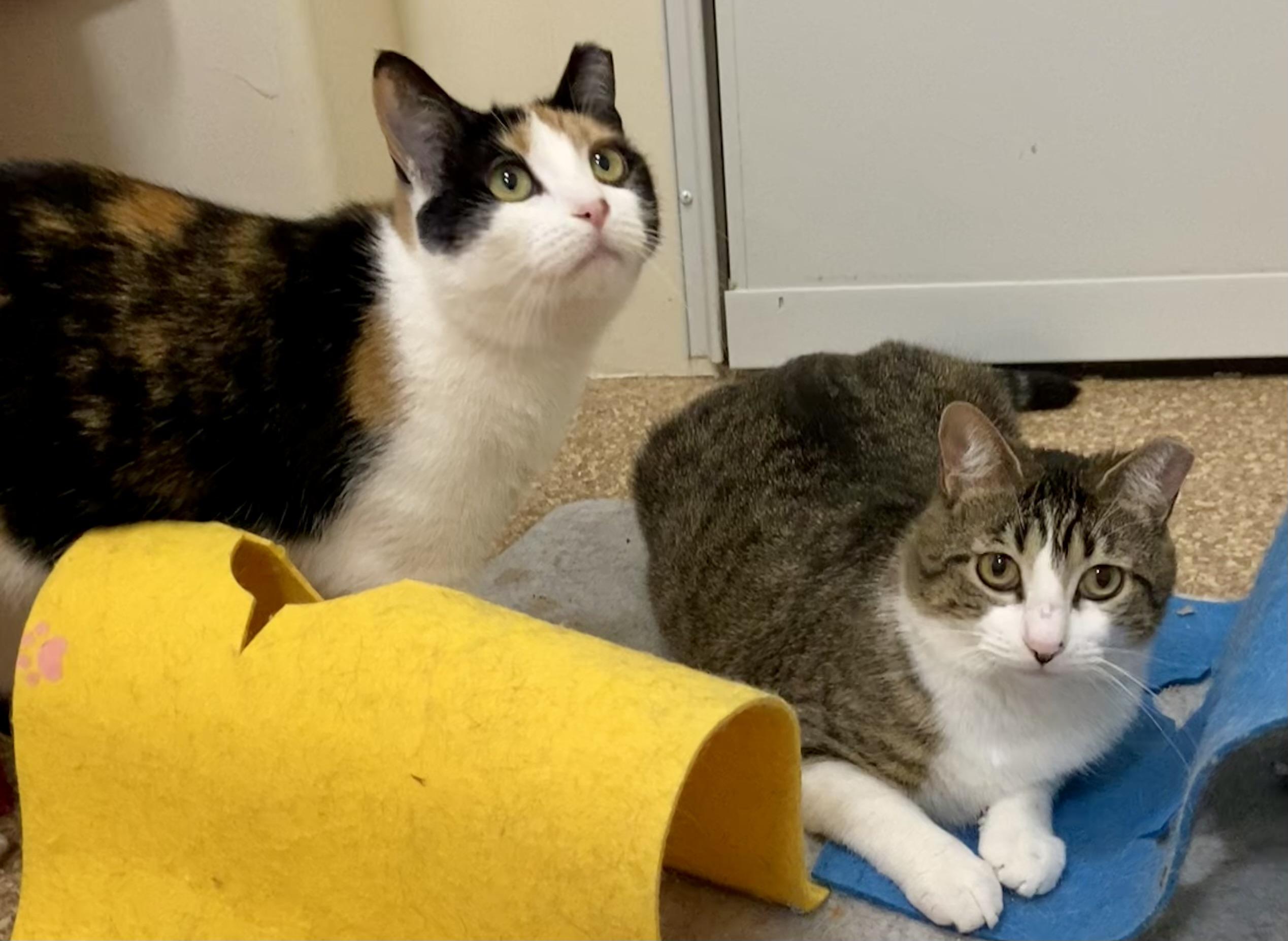 Enlarge Belle & Prairie, an adopted Domestic Medium Hair in Manitou Springs, CO image 5/6