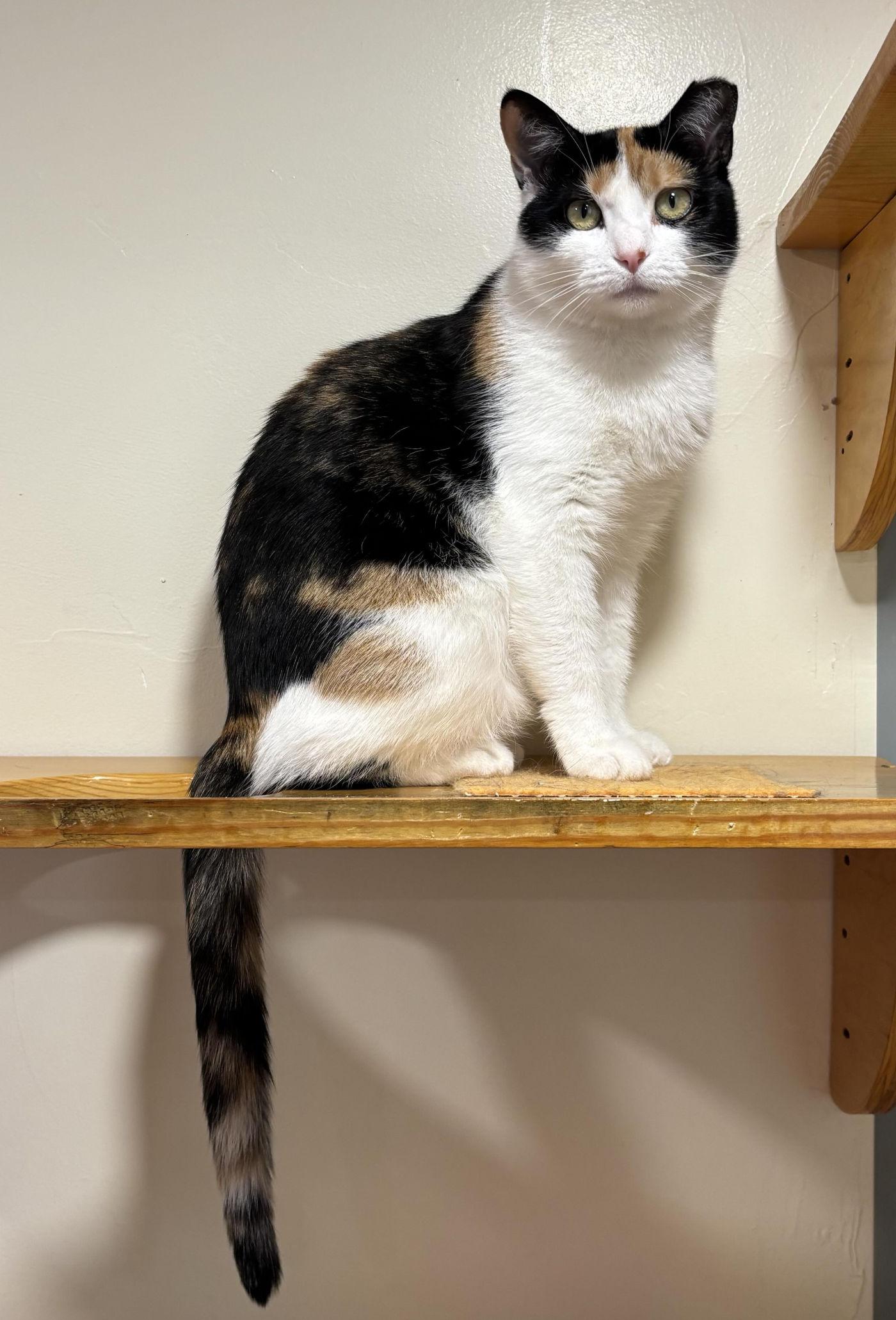 Enlarge Belle & Prairie, an adopted Domestic Medium Hair in Manitou Springs, CO image 3/6