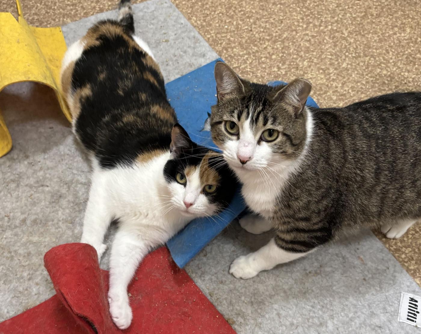 Belle & Prairie, adopted, Adult Female Domestic Medium Hair.
