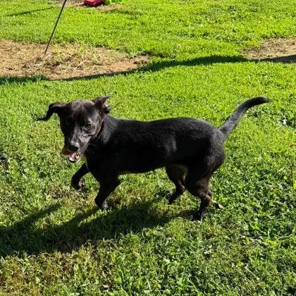 Pebble, Adoptable, Young Male Mixed Breed.