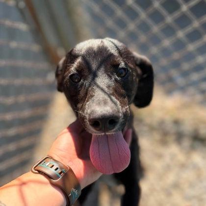 Enlarge Pebble, a Adoptable Mixed Breed in Erie, PA image 3/4