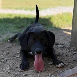 Enlarge Pebble, a Adoptable Mixed Breed in Erie, PA image 4/4
