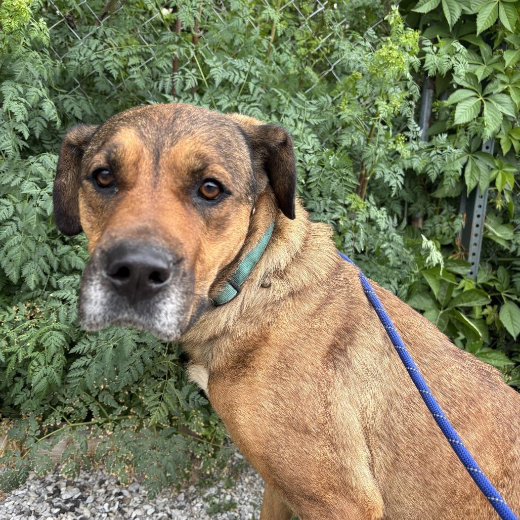 Gracie, Adoptable, Adult Female Labrador Retriever.