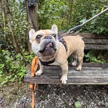 Enlarge Kayne, a Adoptable French Bulldog in Albany, NY image 2/6