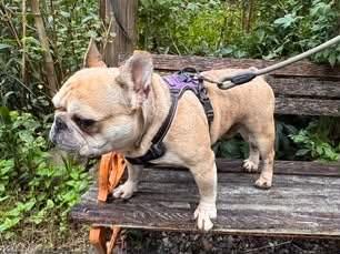 Enlarge Kayne, a Adoptable French Bulldog in Albany, NY image 3/6