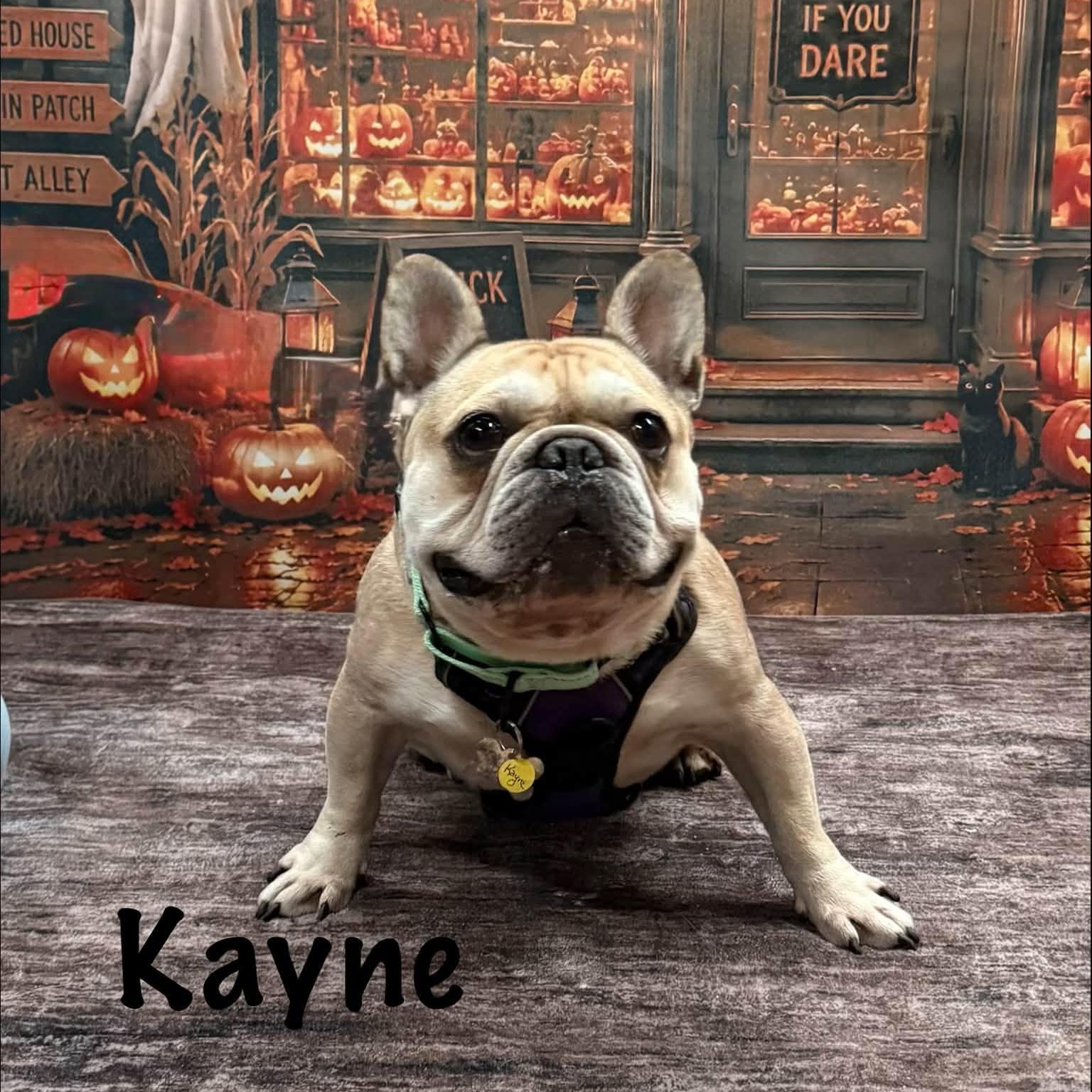 Enlarge Kayne, a Adoptable French Bulldog in Albany, NY image 1/6
