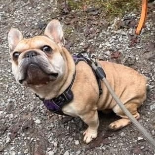 Enlarge Kayne, a Adoptable French Bulldog in Albany, NY image 4/6