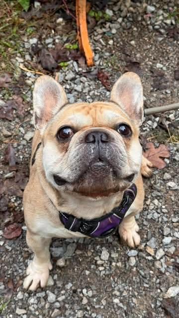 Enlarge Kayne, a Adoptable French Bulldog in Albany, NY image 5/6