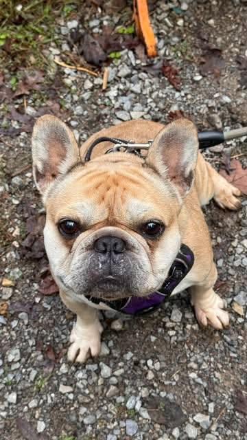 Enlarge Kayne, a Adoptable French Bulldog in Albany, NY image 6/6