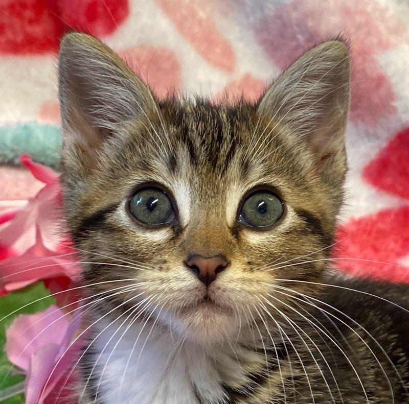 Gabby, ADOPTABLE, Kitten Female Domestic Short Hair.